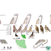 گونه سارگپه استپی Common Buzzard